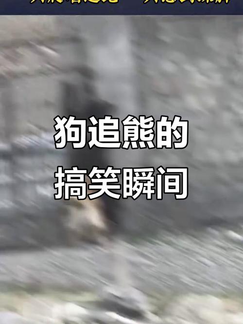 熊闯入家中上桌偷吃,熊闯入家中上桌偷吃食物