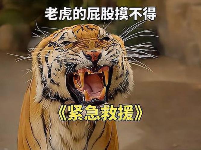 在动物园偷拽老虎毛,在动物园偷拽老虎毛毛